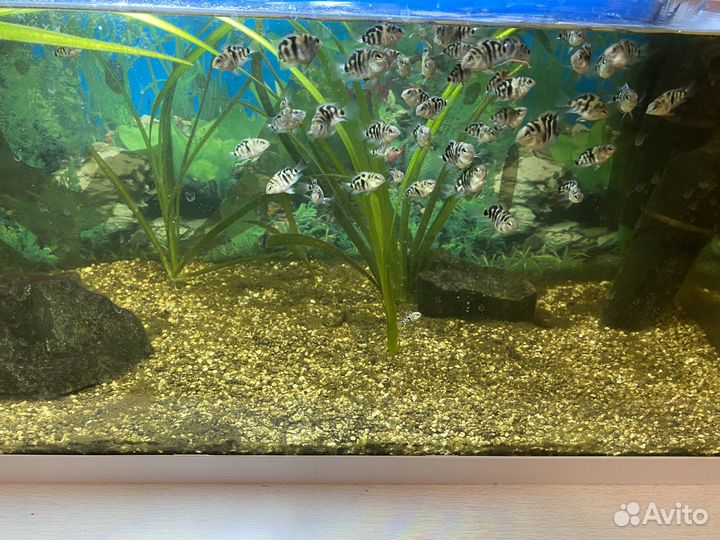 Аквариумные рыбки