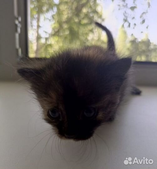 Котята