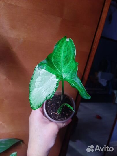 Сингониумы коллекционные