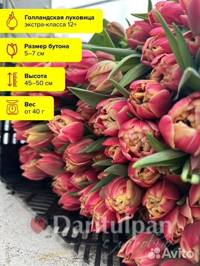 Тюльпаны корпоративные букеты к 8 марта