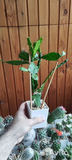 Кактус Brasiliopuntia