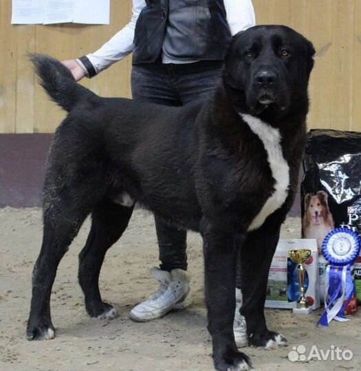 Щенок сао (алабай) девочка