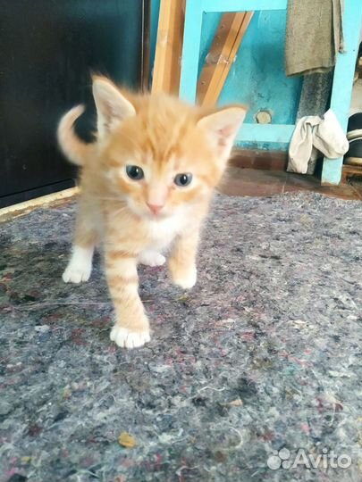 Котята в добрые руки бесплатно