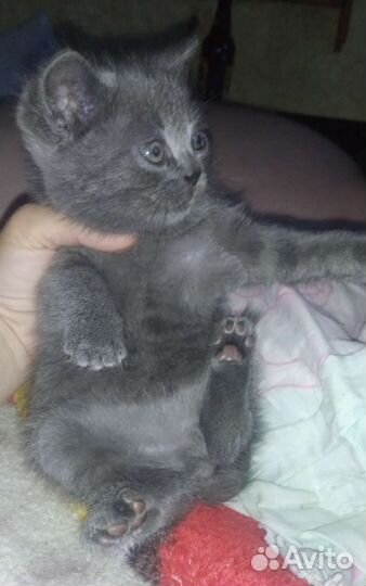 Котята британские