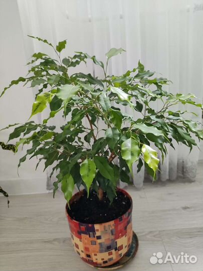 Фикус бенджамина Голден Моник, Барок, Наташа вар