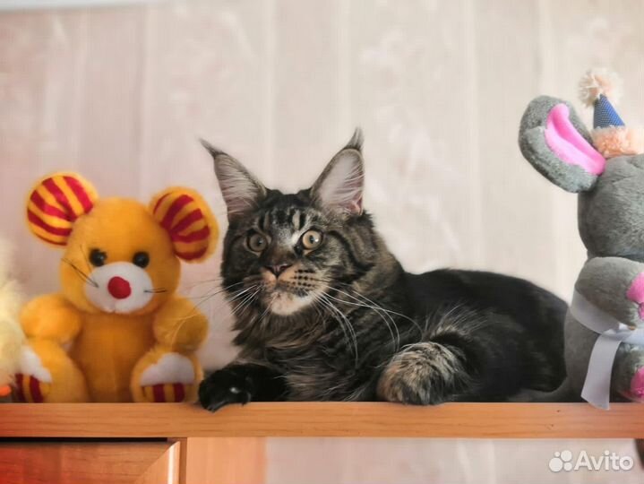 Мейн-кун вязка