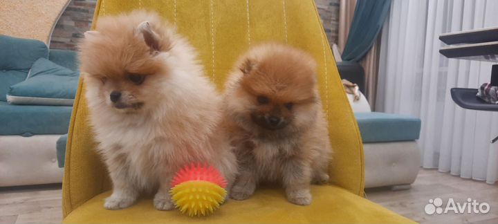 Шпицульки красатульки