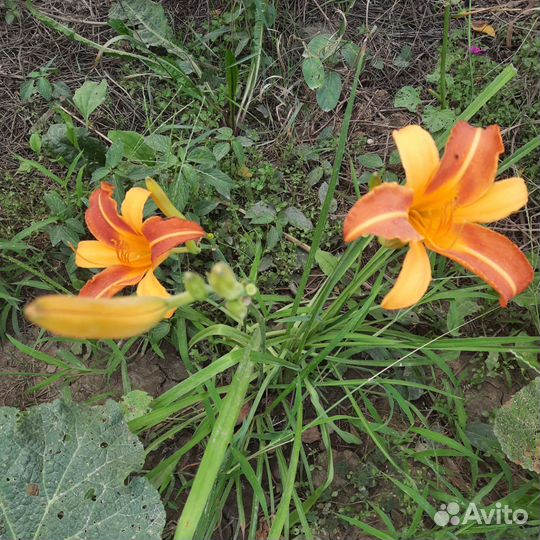 Лилейники бордюрные