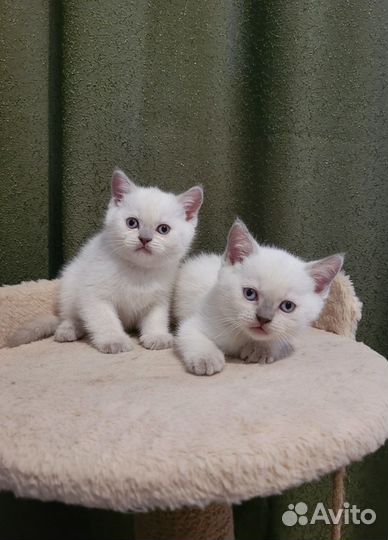 Британские котята