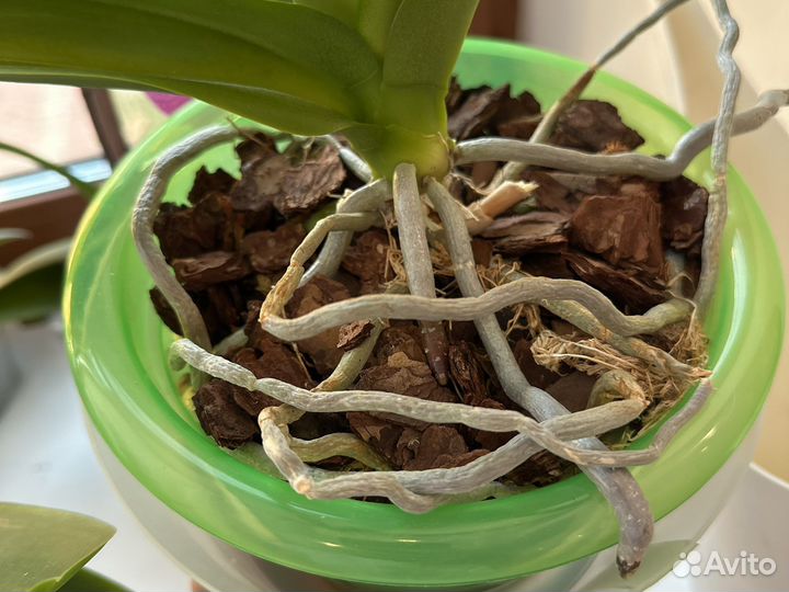 Орхидея фаленопсис белая