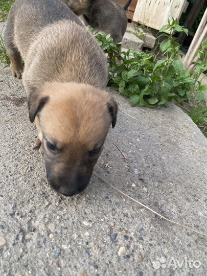 Собаки щенки