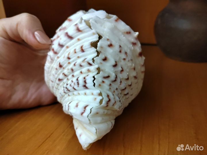 Хипопус ракушка 13,5