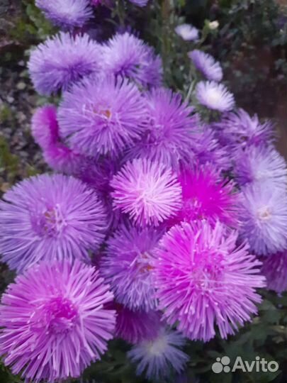 Цветы и семена астры