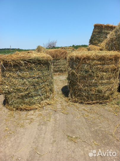 Сено люцерны в тюках