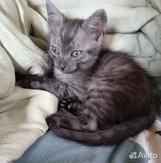 Котята метисы от папы британца