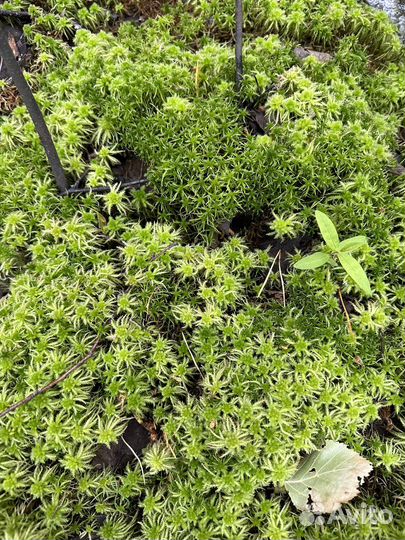 Мох сфагнум живой свежий