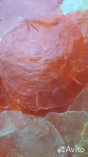 Ракушка перламутр