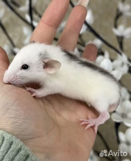 Декоративная крыса дамбо. Крысы дамбо. Крысята