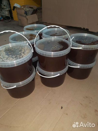 Мед с черноклена