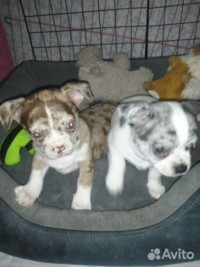 Антидепрессанты щеночки чихуа