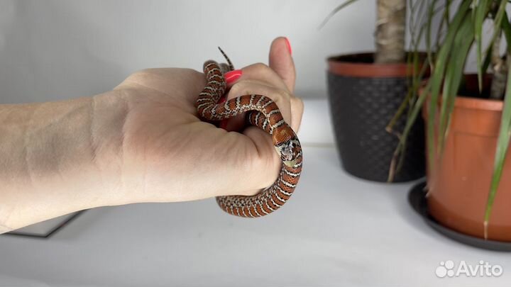 Королевская змея аризонская Lampropeltis knoblochi