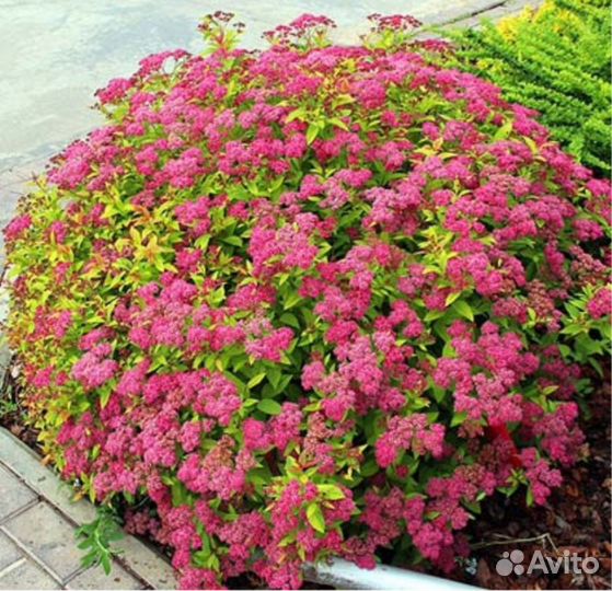 Спирея Антони ватерер