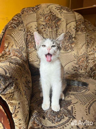 Котенок Тимофей Викторович