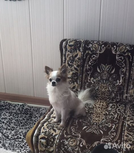 Щенки чихуахуа мини