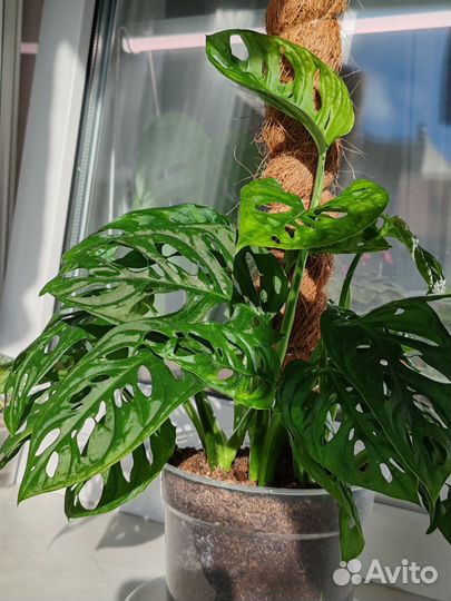 Монстера Адансона