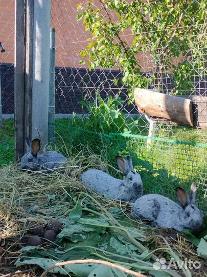 Кролики бсс
