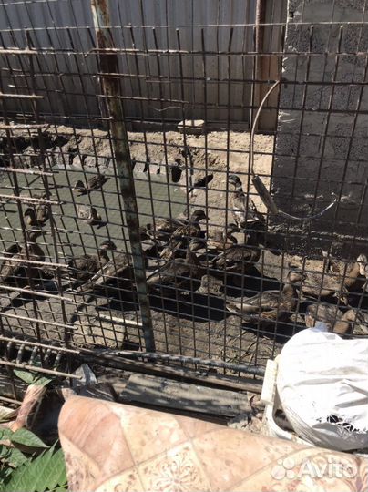 Подсадные живые утки