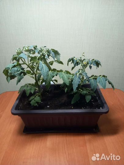 Рассада помидор 