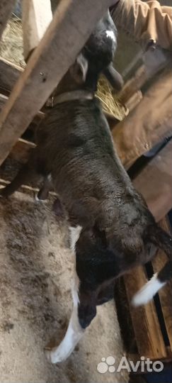 Продам тёлочку