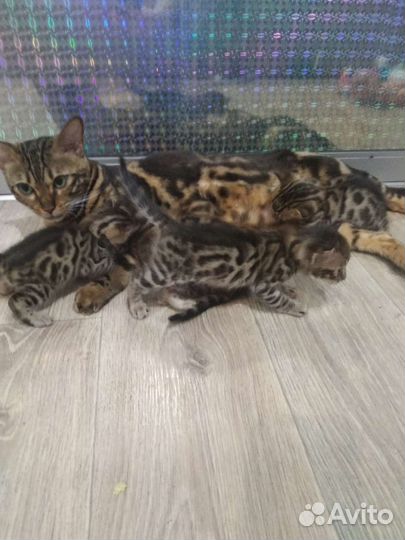 Бенгальские котята
