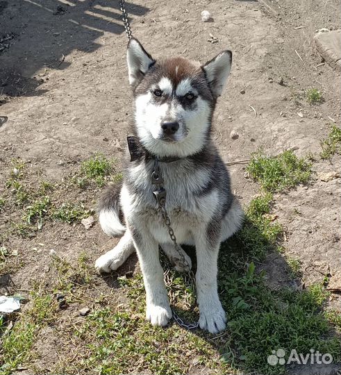 Щенки сибирской хаски