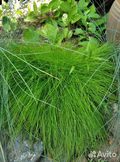 Овсяница жёлтая