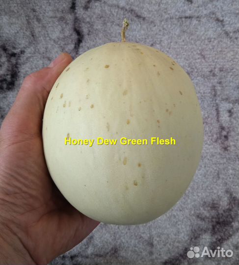 Дыня Медовая роса - 15 семян