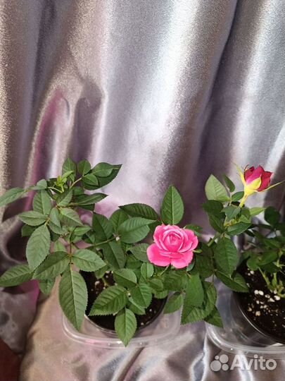 Розы горшечные домашние комнатные