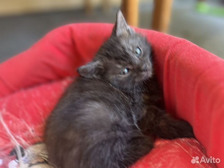 Отдаю в добрые руки котят
