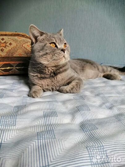 Британский кот вязка