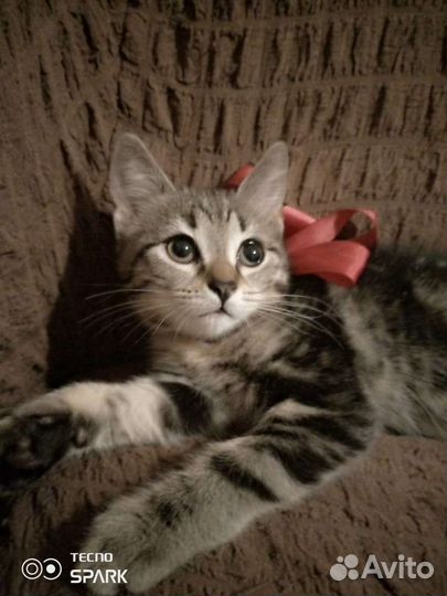 Кошка в дар