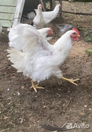 Крупные петухи