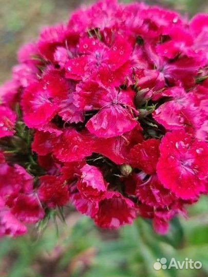 Плющ вечнозелёный вариегатный, многолетники