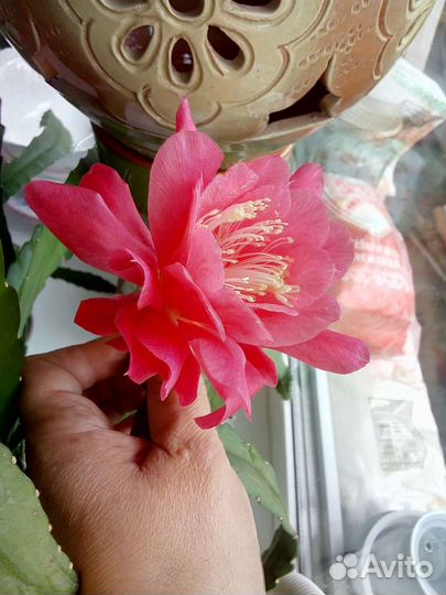 Комнатные цветы