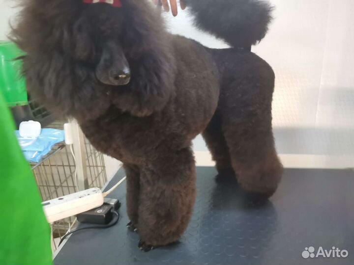 Стрижка кошек, собак