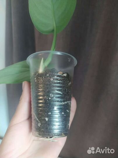 Сциндапсус Треби