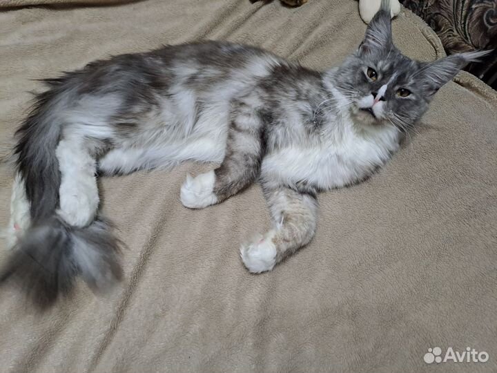 Кот мейн-кун вязка