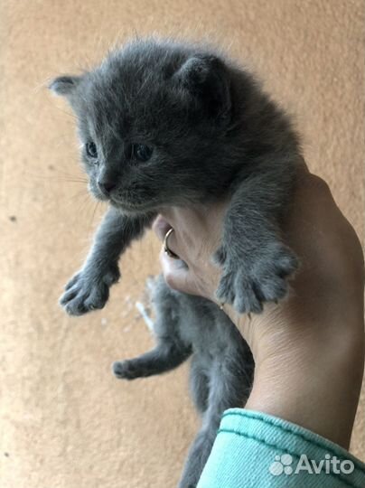Котята ищут дом