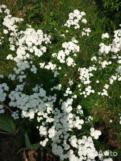 Гипсофила, жемчужина