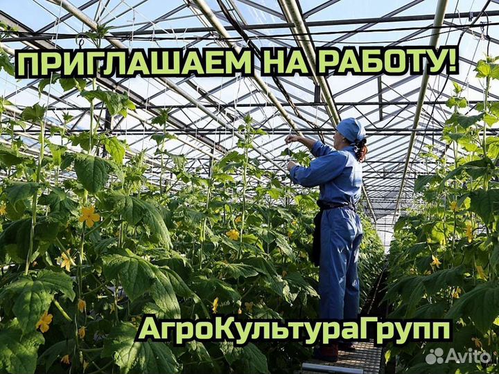 Вахта/ Разнорабочий / овощевод / Сбор Урожая